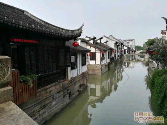 拯救小萌虎
